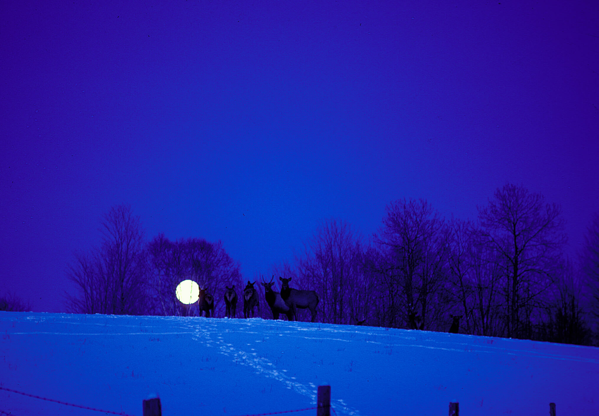 Michigan elk in a snowy field as the moon rises