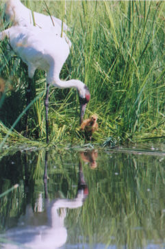 Whooping Cane with Chick at Waters Edge Reflected in Water