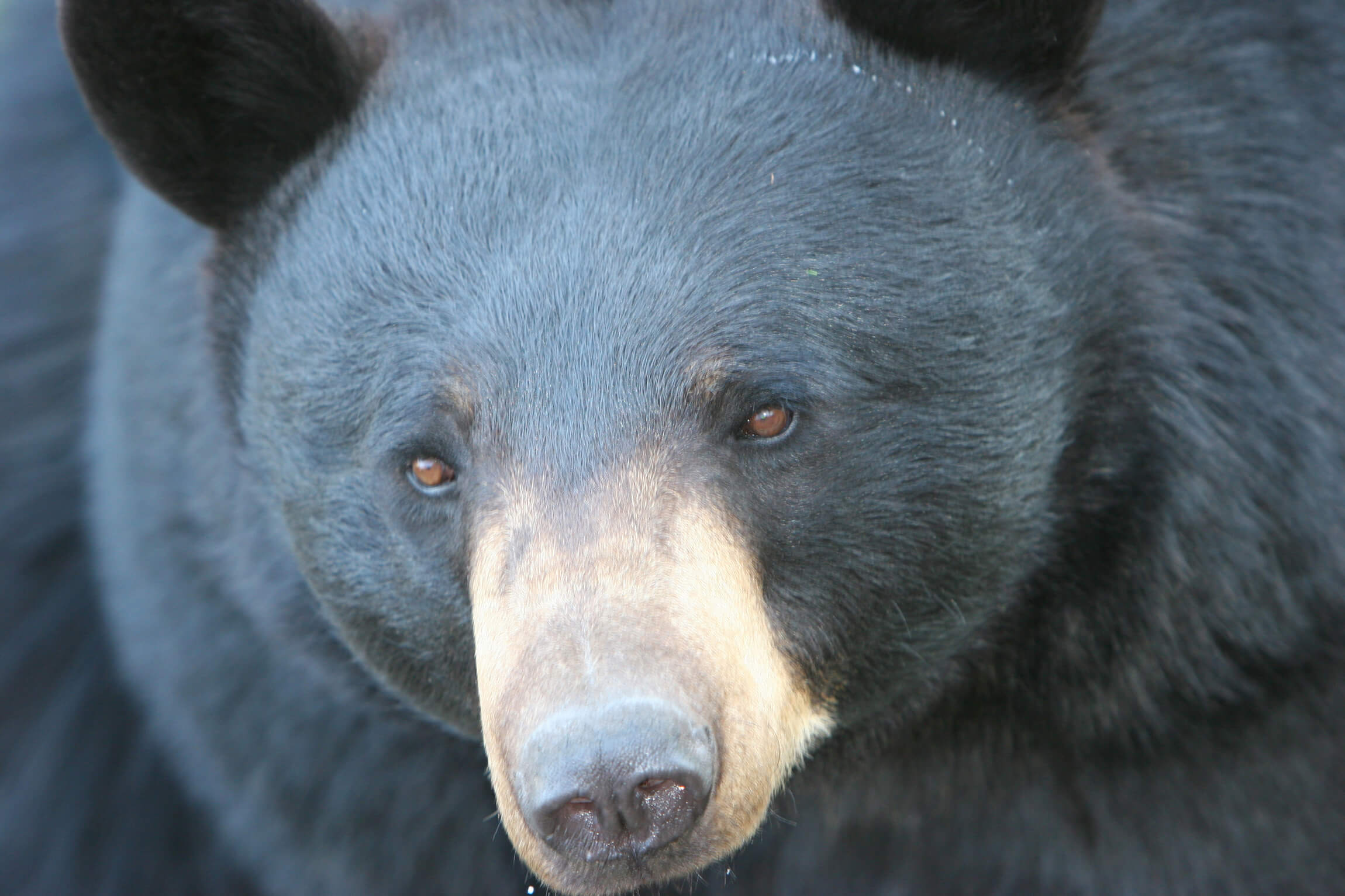 Black Bear Closeup